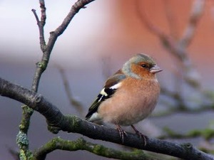 Chaffinch