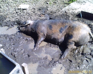 Happy pig wallowing 1 