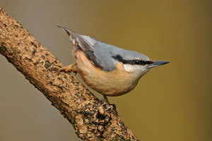 Nuthatch a