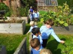 Kitchen garden