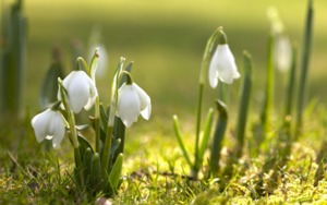 Snowdrops 2..jpg