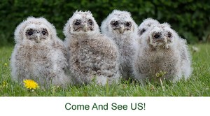 Baby owls