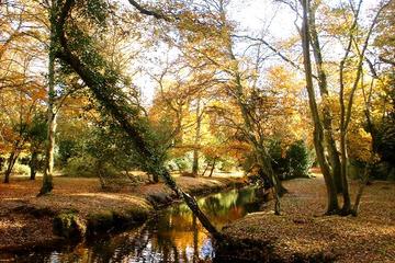 NewForest Autumn