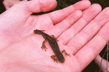 Newts in the pond at Ringwood