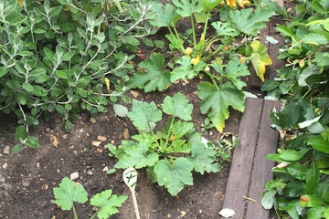 MIlford PreSchool Garden 6