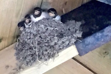MIlford PreSchool Garden   swallows return