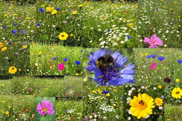 Priestlands meadow collage