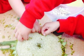 Sunflower pick