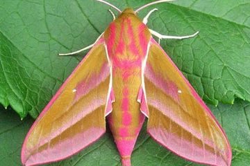 Priestlands moth